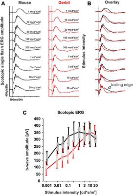 The Mongolian gerbil as an advanced model to study cone system physiology